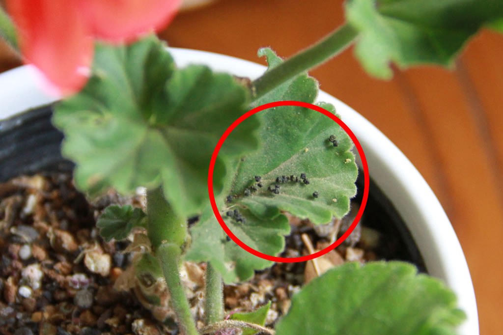 初めて育てた朝顔の葉にヨトウムシのフン ガーデニング初心者の害虫対策